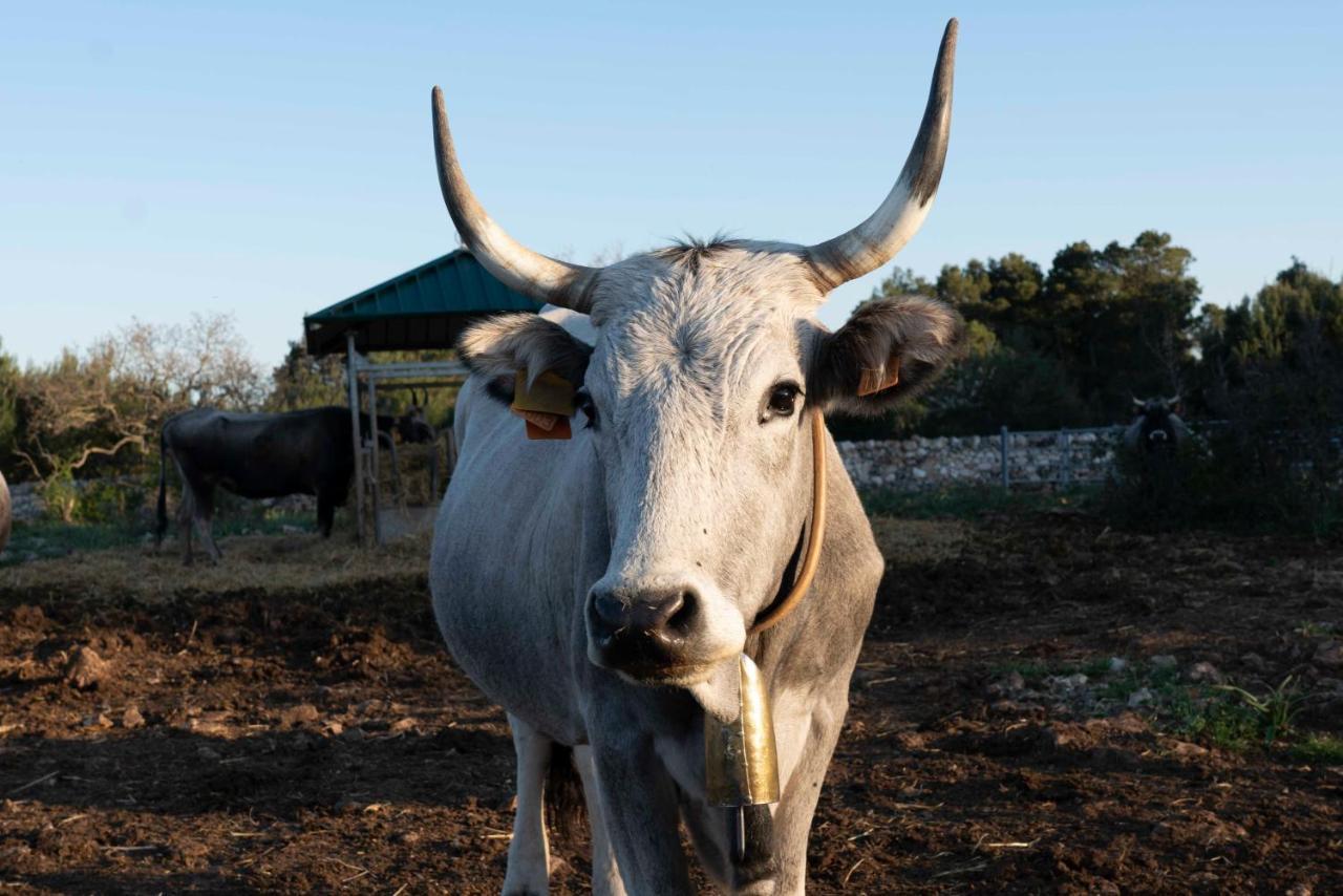 Donnapaola Modern Farm Vila Altamura Exterior foto